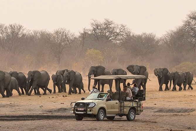 Game Drive Morning & Afternoon - Key points to know before you book