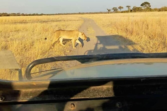 Game Drive Morning & Afternoon - Leaving your hotel and entering the park