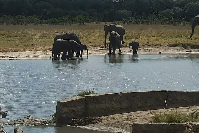 Game Drive Morning & Afternoon - Morning drive or afternoon drive?