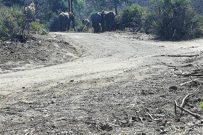 Game Drive Morning & Afternoon - What the three-hour itinerary really gives you