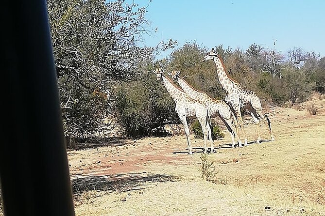 Game Drive Morning & Afternoon - Who should book this game drive?