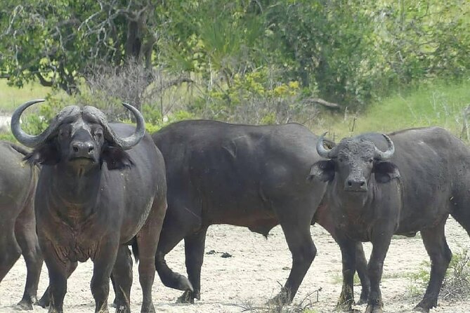 Game Drive Morning & Afternoon - What you may see in Victoria Falls and Zambezi National Parks