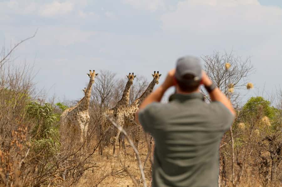 Game Drive -Victoria Falls, Zambezi National Park - VIATOR - Why this short safari works well from Victoria Falls