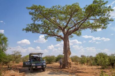 Game Drive -Victoria Falls, Zambezi National Park – VIATOR