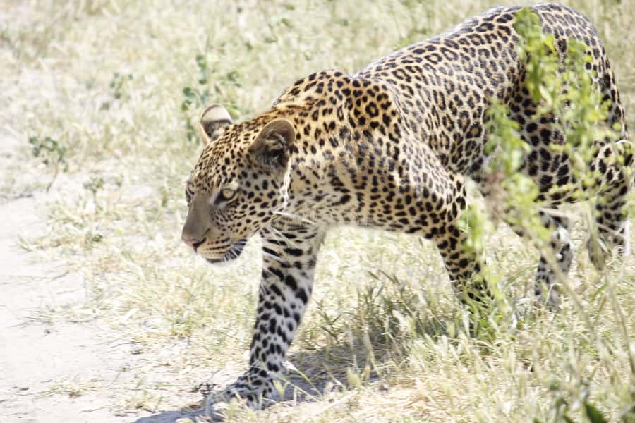Game Drive -Victoria Falls, Zambezi National Park - VIATOR - Wildlife in Zambezi National Park