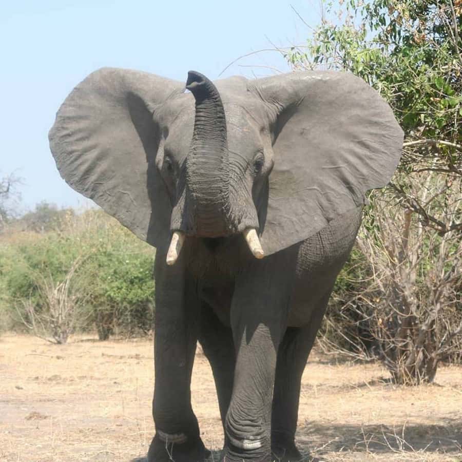 Game Drive -Victoria Falls, Zambezi National Park - VIATOR - Birding beyond the big mammals
