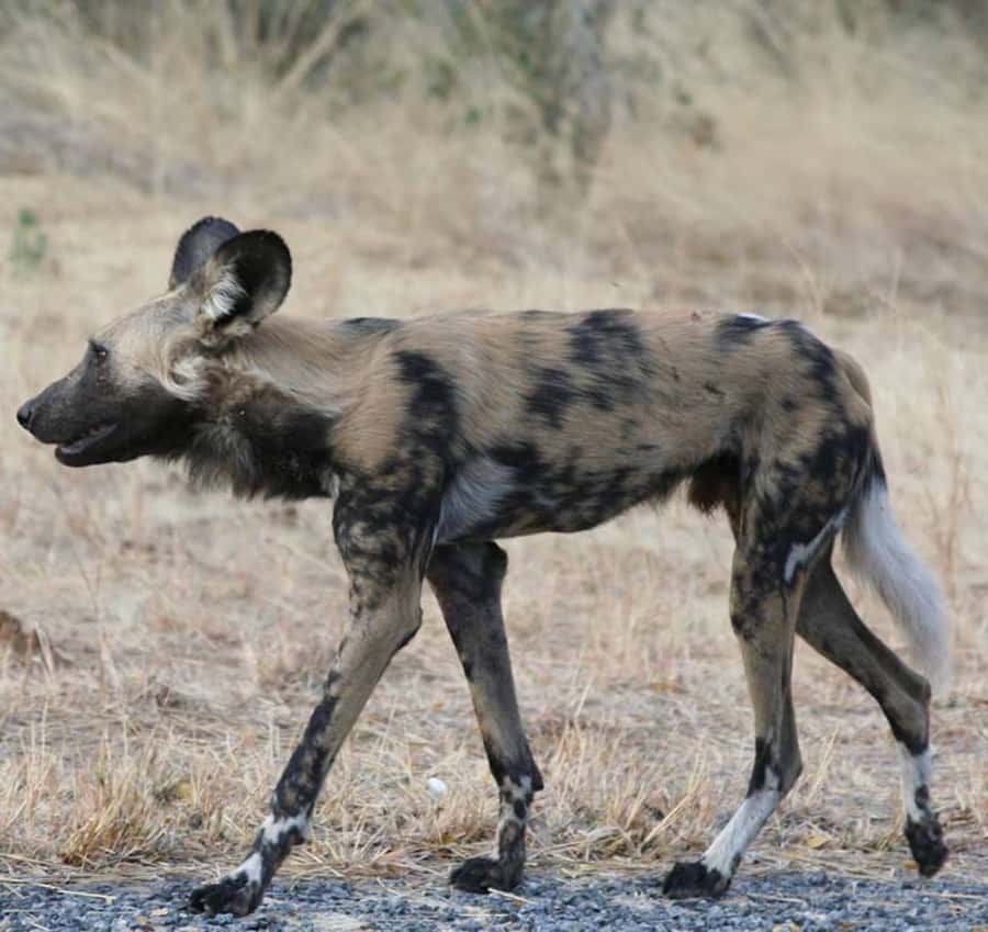 Game Drive -Victoria Falls, Zambezi National Park - VIATOR - Is the $88 price good value?