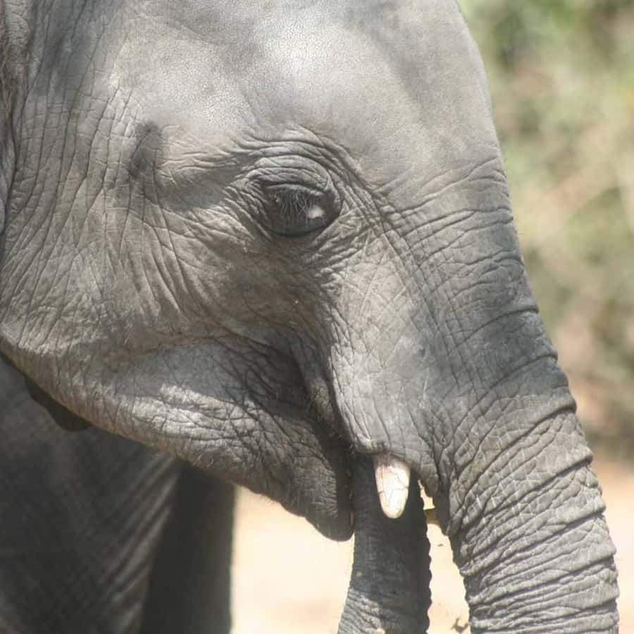 Game Drive -Victoria Falls, Zambezi National Park - VIATOR - What the available feedback tells you