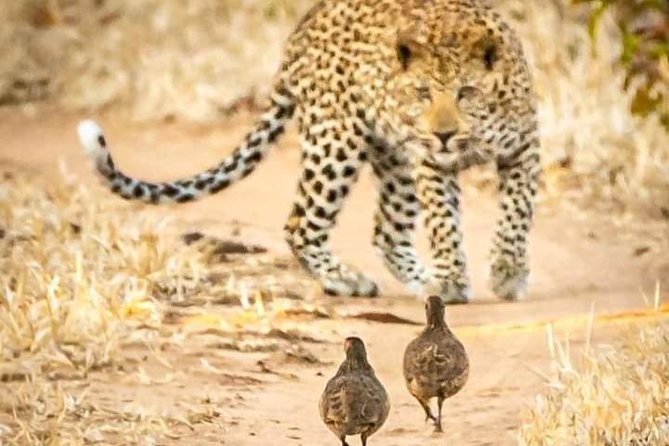 Game Drives - Predators, rhinos, and the limits of wildlife viewing