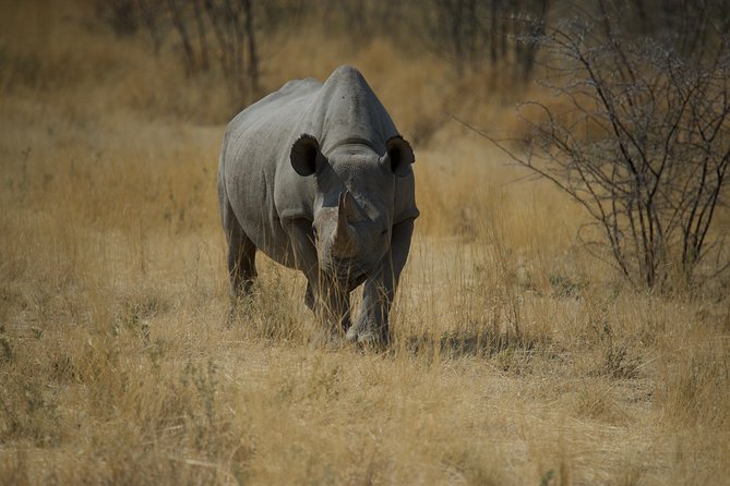 Game Drives - What the three-hour itinerary feels like