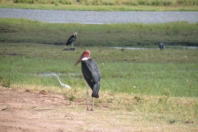 Game Drives in the Zambezi National Park - The guide can make or break the drive