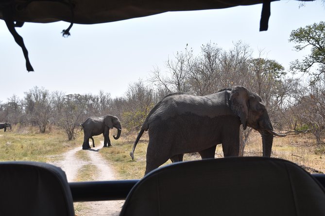 Game Drives - Animals you have a realistic chance to see