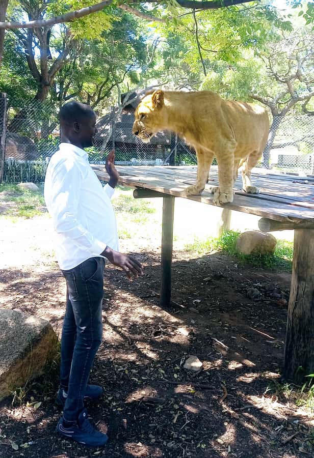 Harare: Half Day Outdoor Adventure - Harare first, Lion Park second