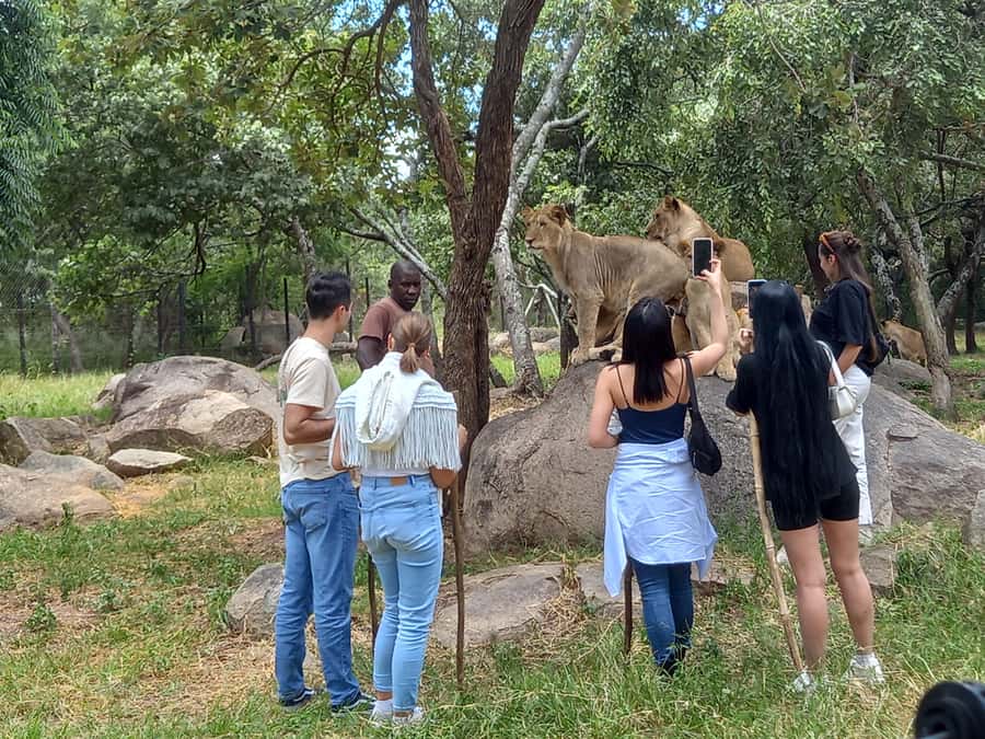 Harare: Half Day Outdoor Adventure - Meeting lions, hyenas, and rescued animals