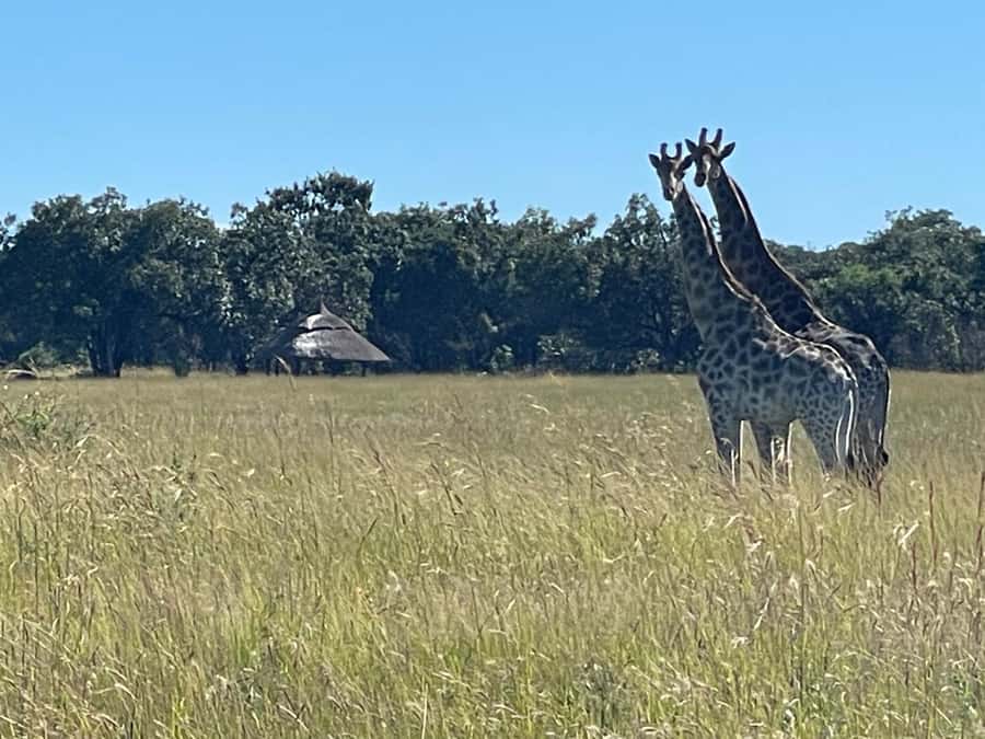 Harare: Half Day Outdoor Adventure - What Sir Lance adds to the outing
