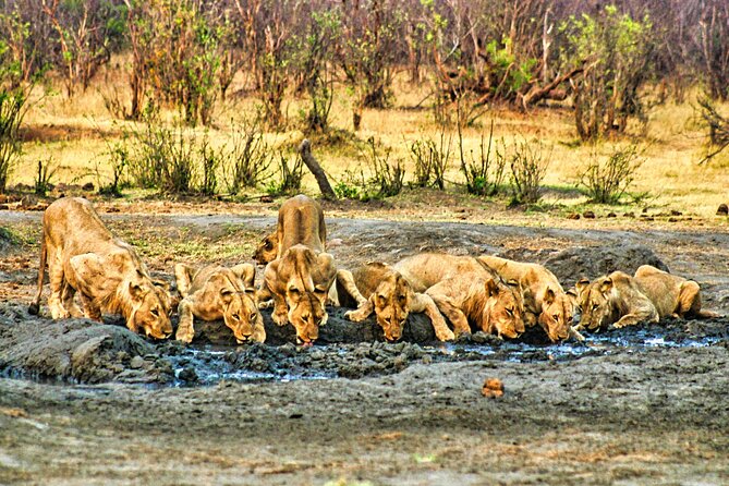 High Tea in the Savannah, Catering by Victoria Falls Hotel - Is $165 a fair price?