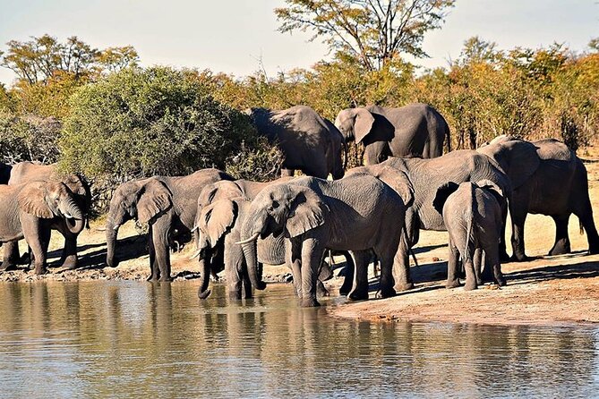 Hwange Day Trip - Morning game drive near Hwange’s water holes