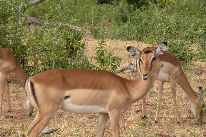 Hwange Day Trip - Midday brunch and a break from the heat