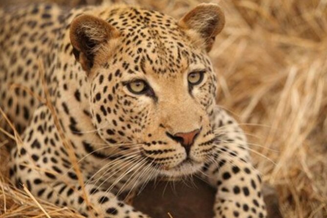 Hwange Day Trip - The second drive at sunset