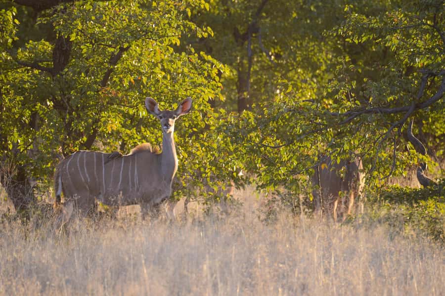 Hwange Full Day Safari from Victoria Falls - Key points at a glance