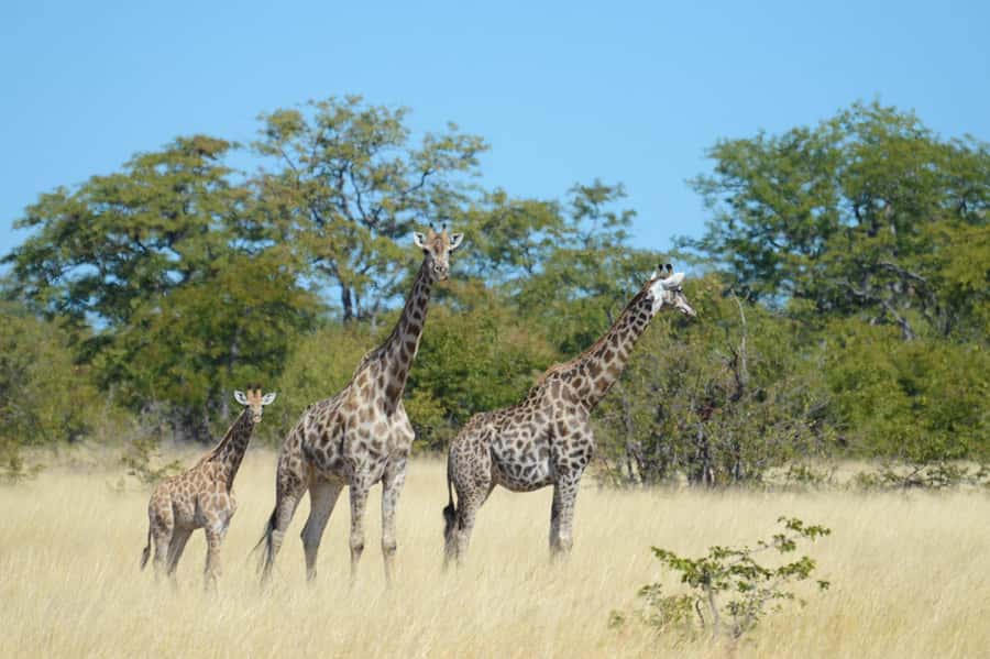 Hwange Full Day Safari from Victoria Falls - Why Hwange makes a strong day trip from Victoria Falls