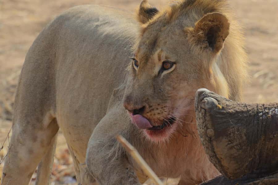 Hwange Full Day Safari from Victoria Falls - Entering Hwange Main Camp and changing vehicles