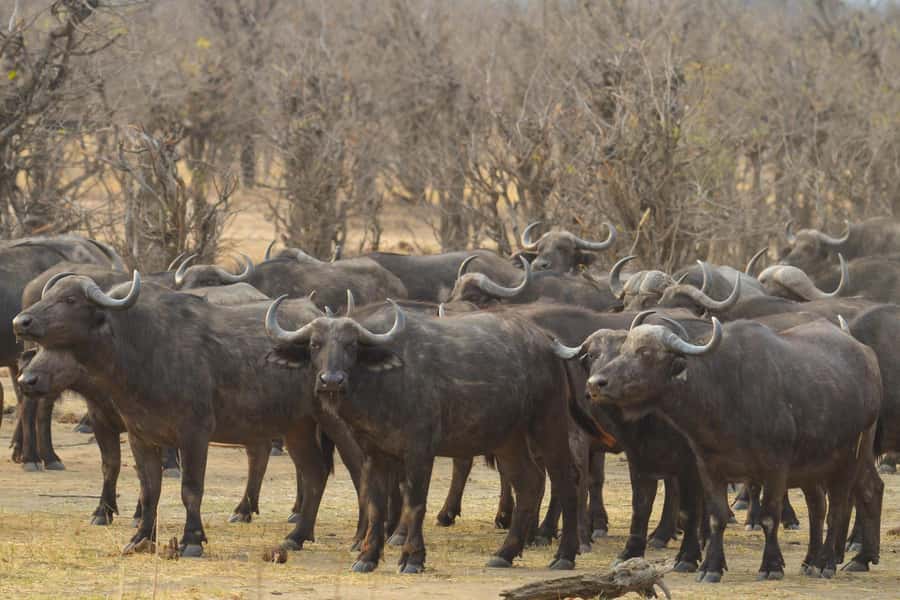 Hwange Full Day Safari from Victoria Falls - The 6:00 am pickup and the road to Hwange