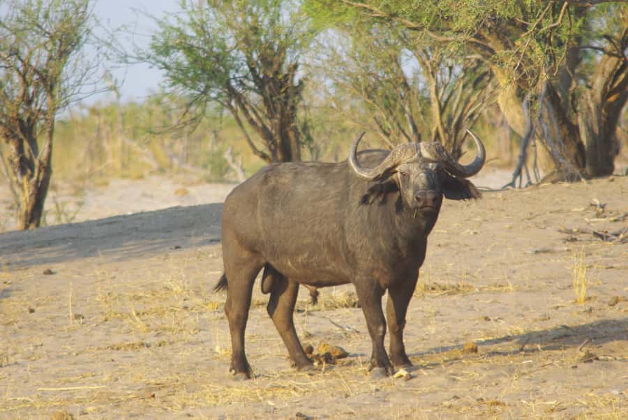 Hwange Full Day Safari Tour - Key points to know before booking
