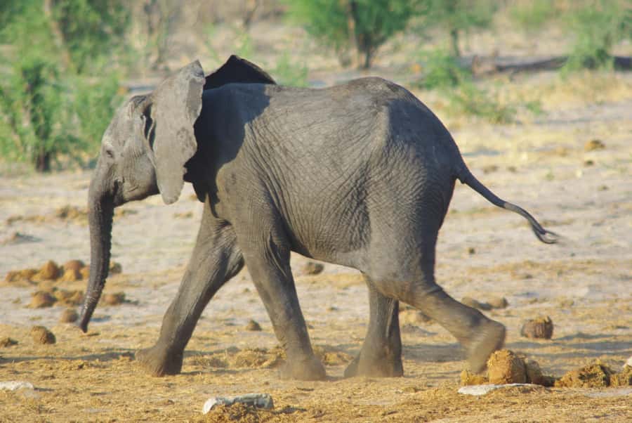 Hwange Full Day Safari Tour - Why Hwange makes a worthwhile day trip