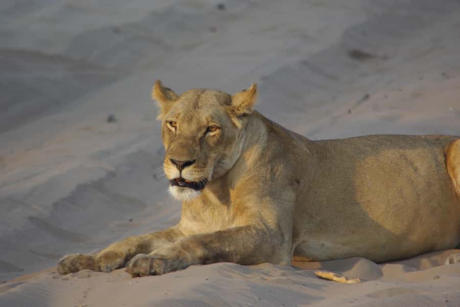 Hwange Full Day Safari Tour - Breakfast, then the morning game drive