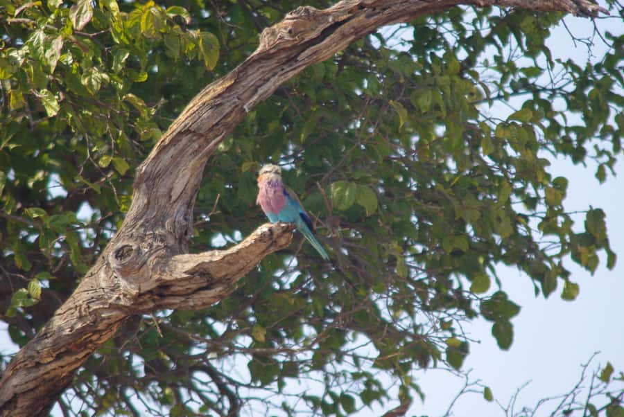 Hwange Full Day Safari Tour - Lunch and the second game drive