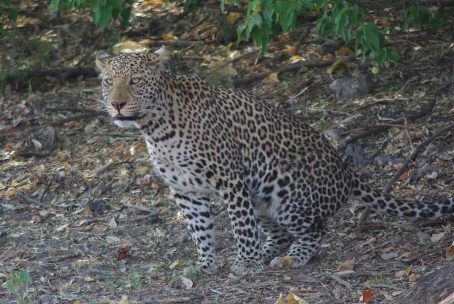Hwange Full Day Safari Tour - Is $340 good value for a day from Victoria Falls?