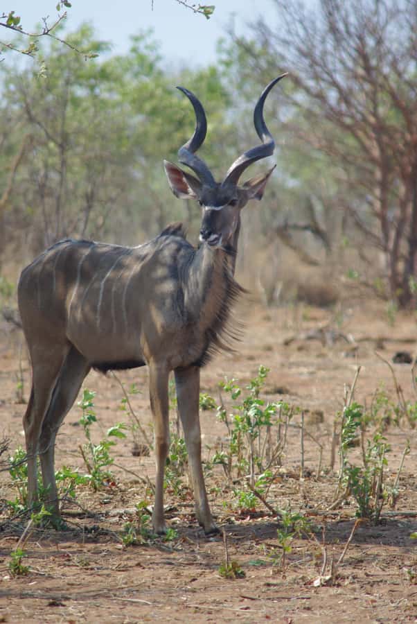 Hwange Full Day Safari Tour - Who will enjoy this safari most?