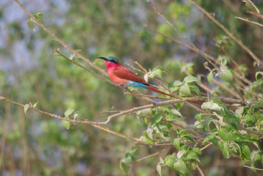 Hwange Full Day Safari Tour - Practical ways to prepare