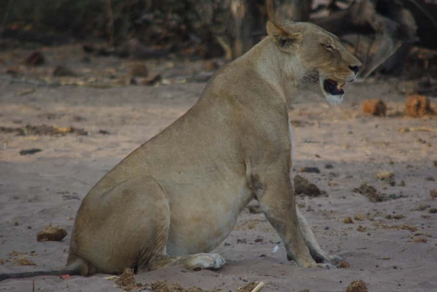 Hwange Full Day Safari Tour - Leaving Victoria Falls at 6:00 am
