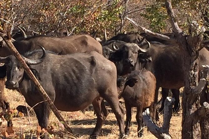 Hwange National Park 3 Days Package - Day 3: An early drive before breakfast and the return to Victoria Falls