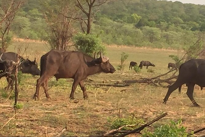 Hwange National Park 3 Days Package - Lodge comfort, meals, and the overall pace