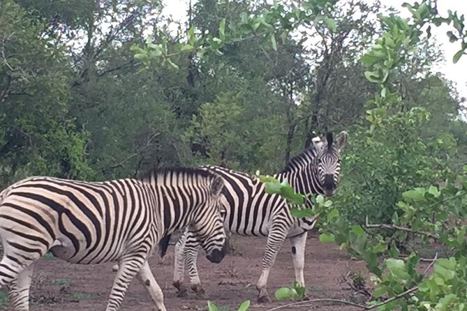 Hwange National Park 3 Days Package - Practical booking advice for Hwange