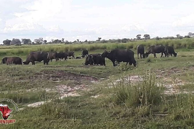 Hwange National Park 3 Days Package - Day 2: Eight hours in Hwange with a picnic lunch