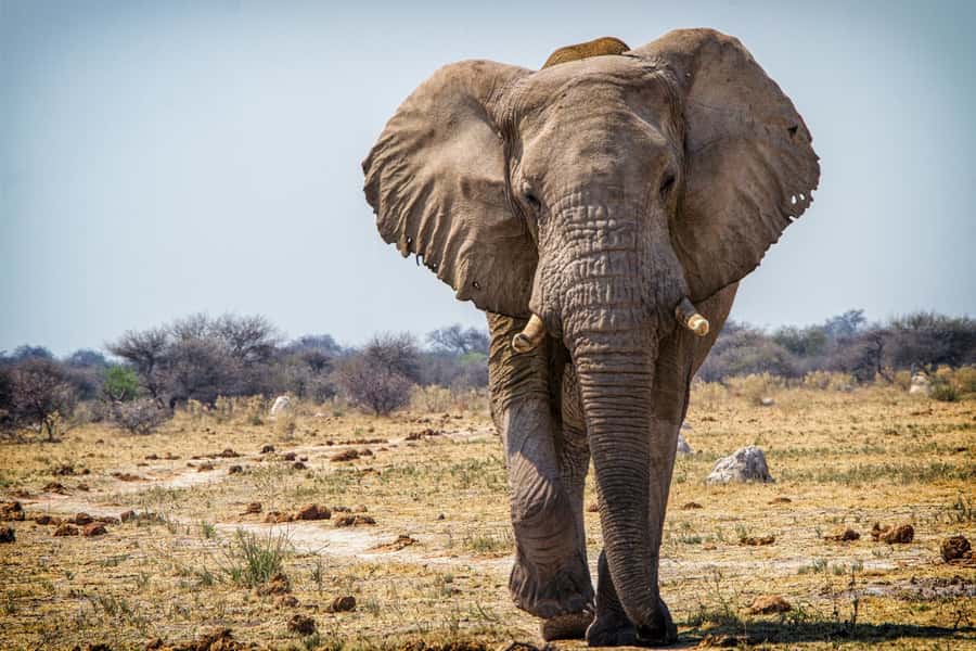 Hwange National Park Day Trip from Victoria Falls - Key details before you book