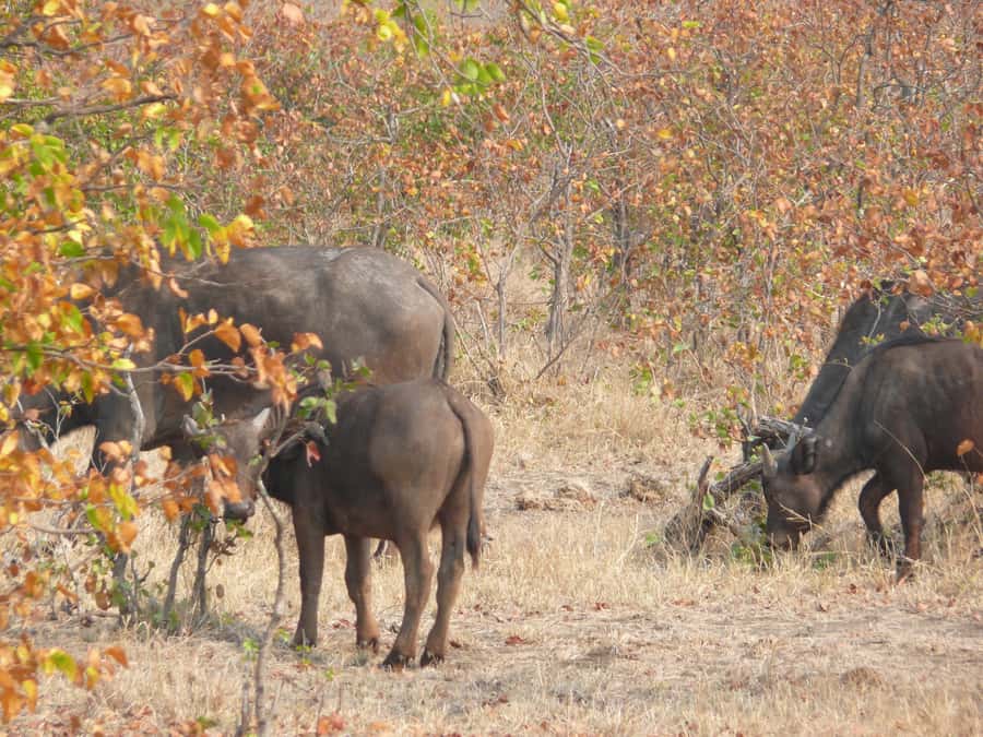 Hwange National Park Day Trip from Victoria Falls - Why Hwange makes a good day trip from Victoria Falls