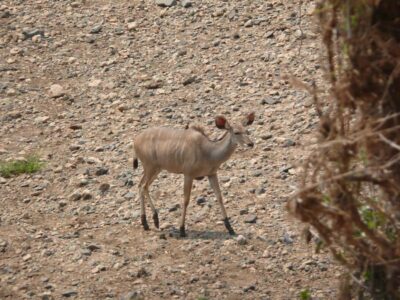 Hwange National Park Day Trip from Victoria Falls