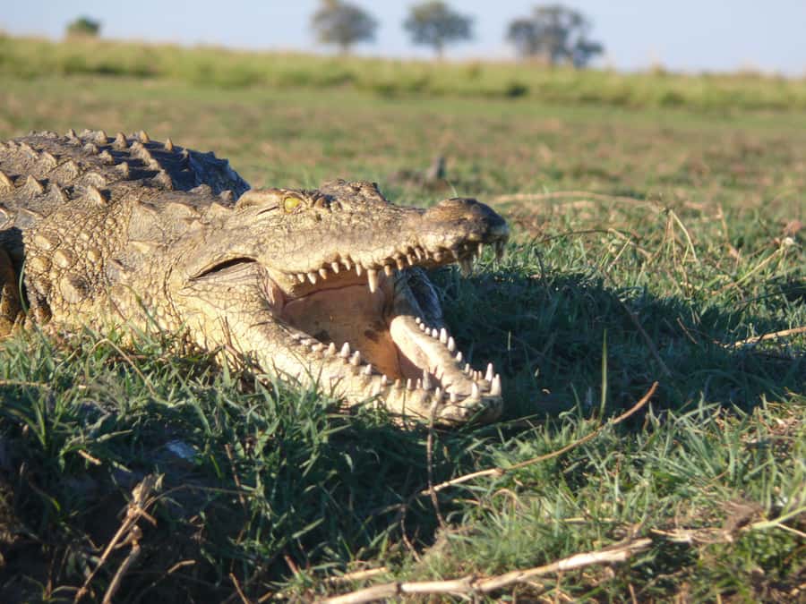 Hwange National Park Day Trip from Victoria Falls - Lunch at midday, with a practical pause
