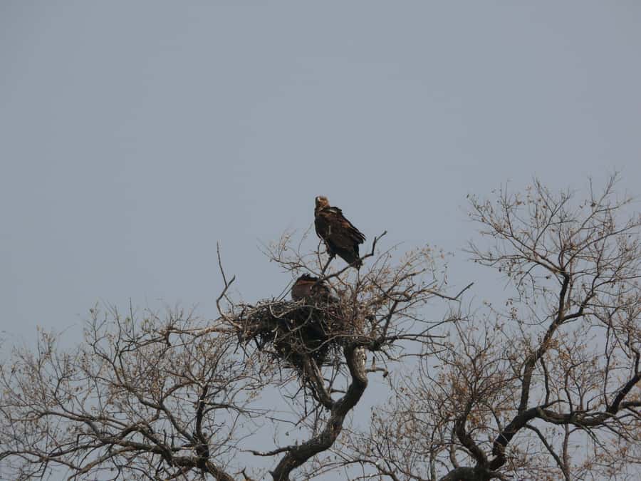 Hwange National Park Day Trip from Victoria Falls - The afternoon drive and sunset timing