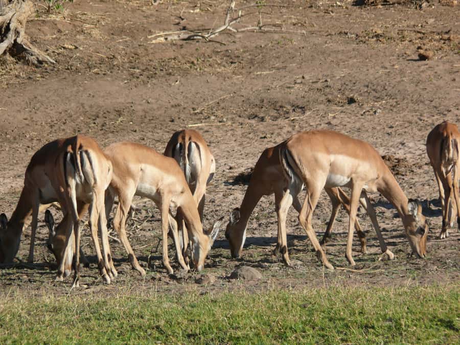 Hwange National Park Day Trip from Victoria Falls - What you might see in Hwange