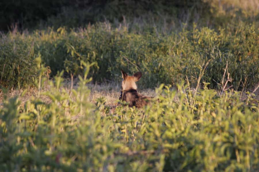 Hwange National Park Day Trip from Victoria Falls - Is the $330 price fair?