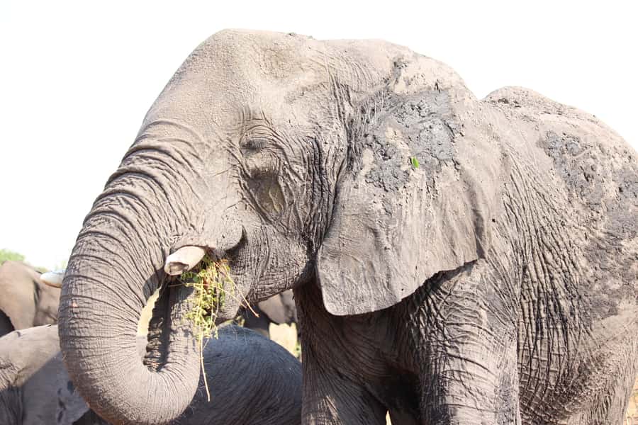 Hwange National Park Day Trip from Victoria Falls - Small-group comfort, languages, and access