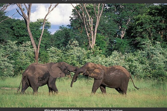 Hwange National Park Full Day Game Drive Safari - Leaving Victoria Falls for Hwange