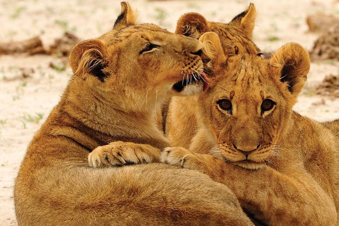 Hwange National Park Full Day Game Drive Safari - Eight Hours in Hwange National Park