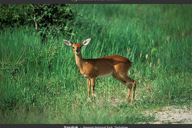 Hwange National Park Full Day Game Drive Safari - What the Game Drives Are Really Like